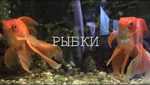 Рыбки